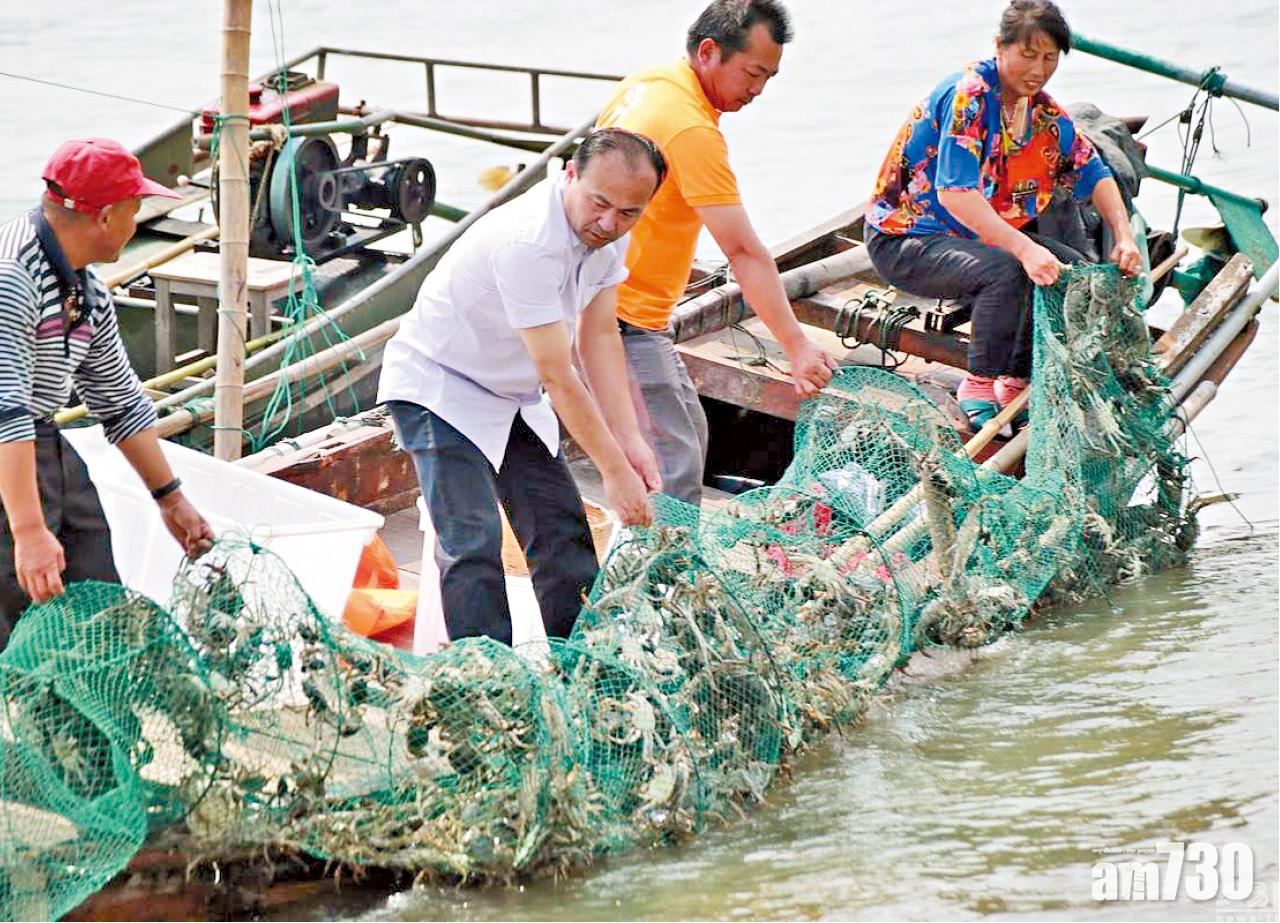 港商偏遠地區覓新貨源  大閘蟹料漲價至少兩成