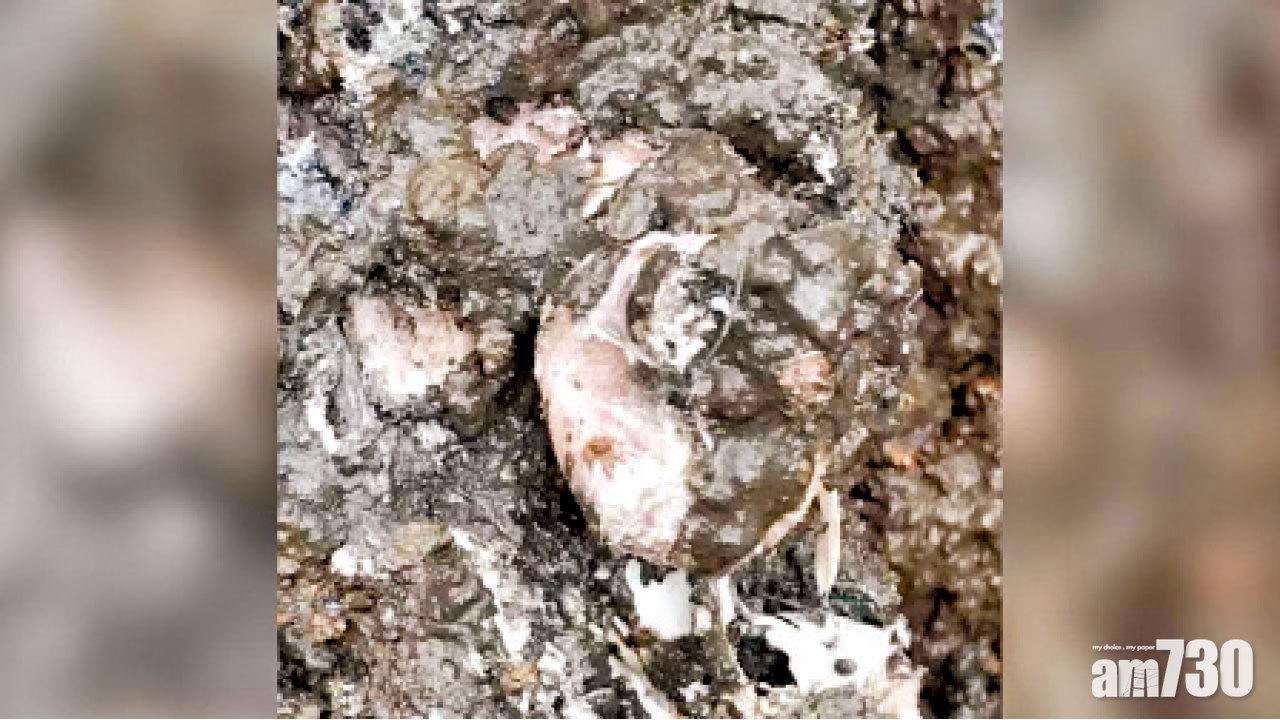 湖州偷埋300噸病死豬 未驗出流感病毒