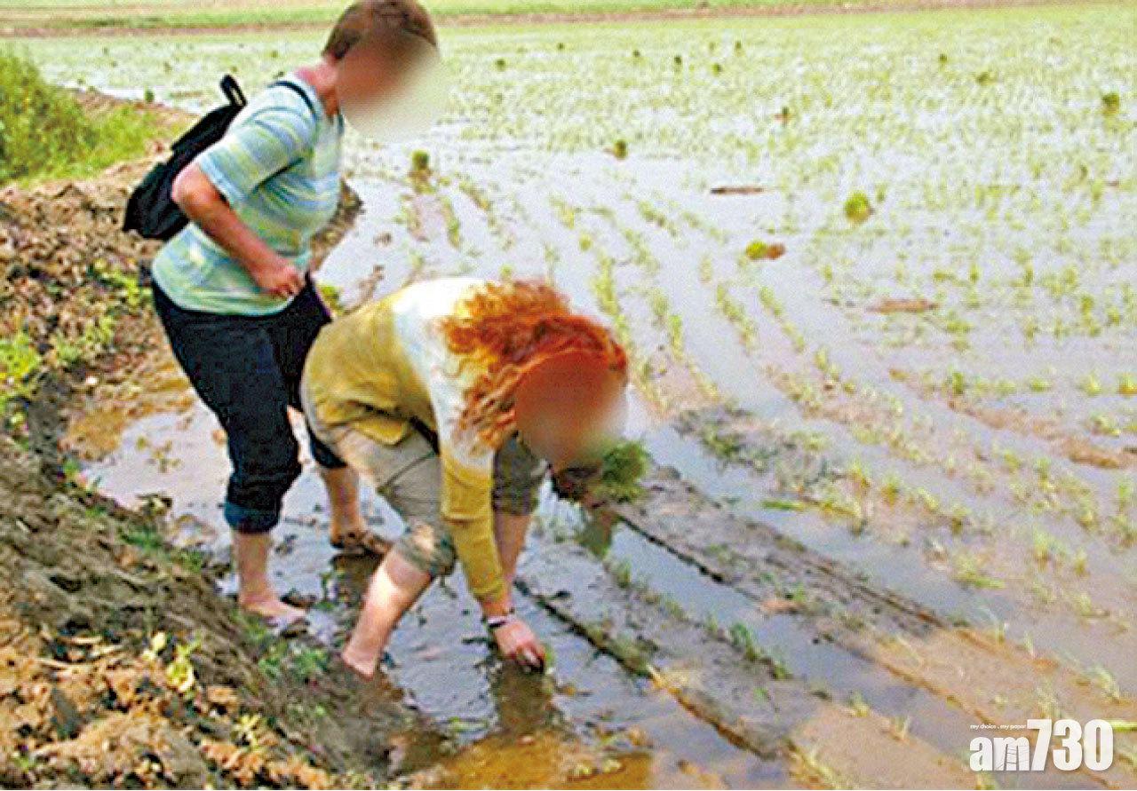 英媒：遊客自願做苦工  北韓勞動團吸外匯