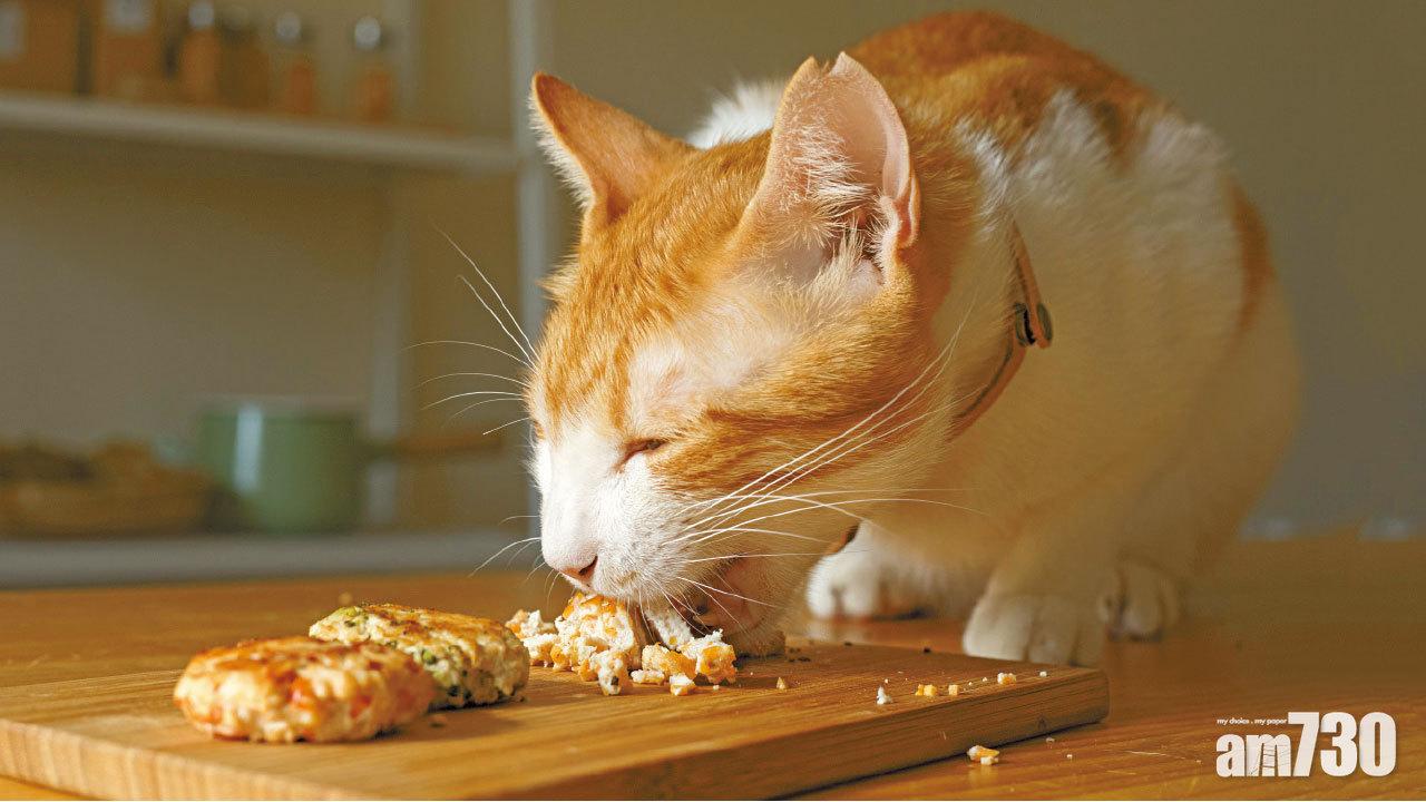 跟貓咪一起用餐  好味小姐的愛貓之道