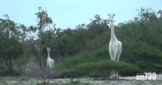 【有片】「捕獲」罕見白長頸鹿