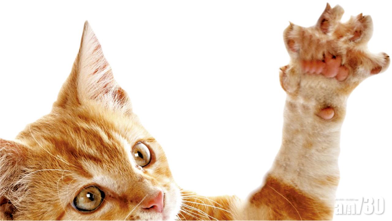 比國青年 遭貓抓致不舉