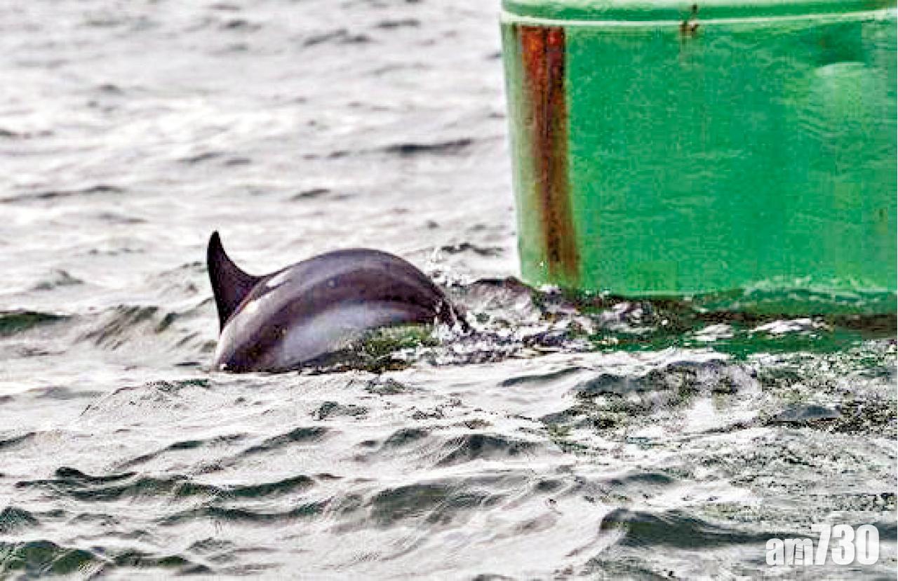 僅距港2海里  深圳大鵬灣有海豚出沒
