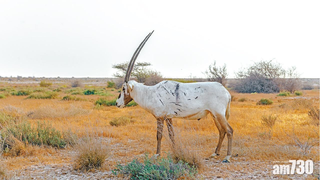 卡塔爾沙漠狂飆追大劍羚零死角欣賞多哈日與夜
