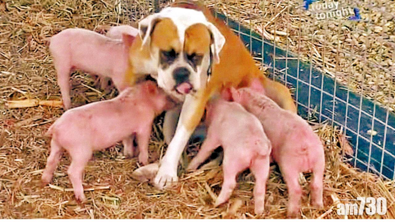 拳師狗好為人母