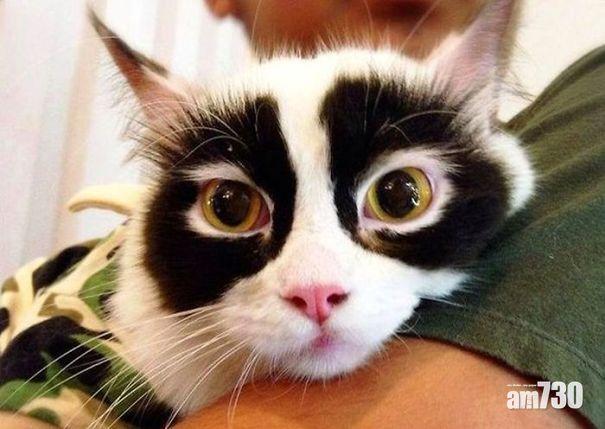 有趣「花貓」大集合