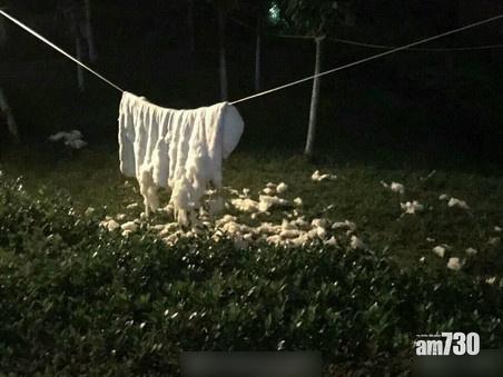 川大學宿生曬被芯忘記收 慘成流浪狗玩具