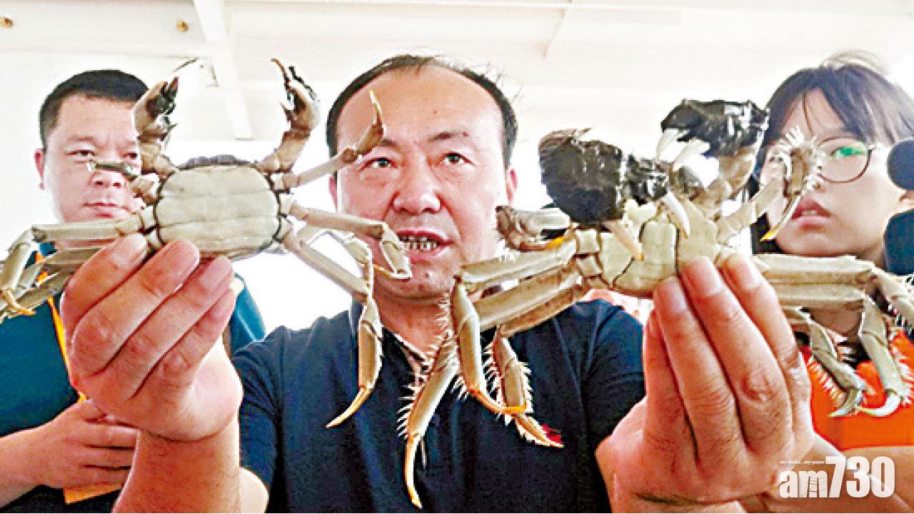 明日上水 陽澄湖大閘蟹料漲價一成