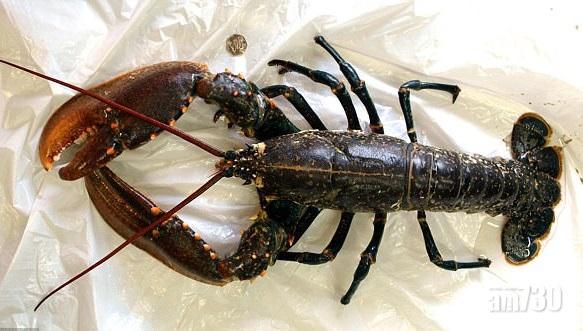 積福定作孽？放生海產罰15萬