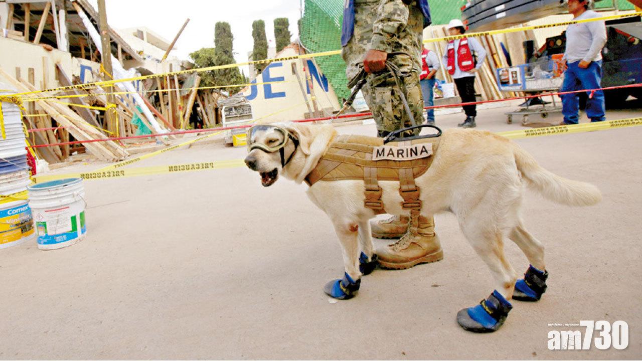 勇救12人 墨搜索犬成英雌