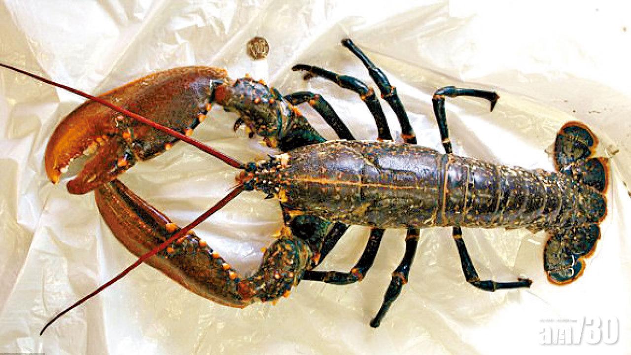 放生海產罰15萬