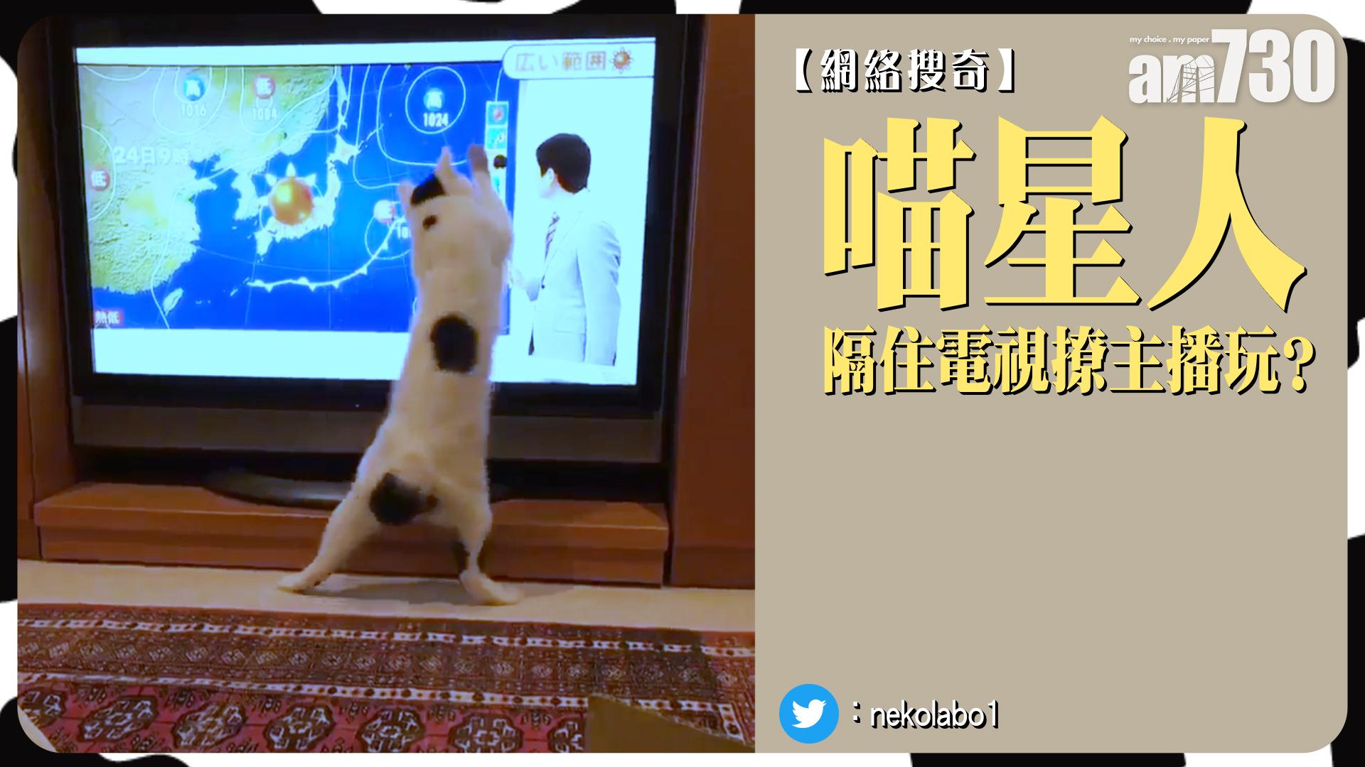 喵星人隔住電視撩主播玩？ 