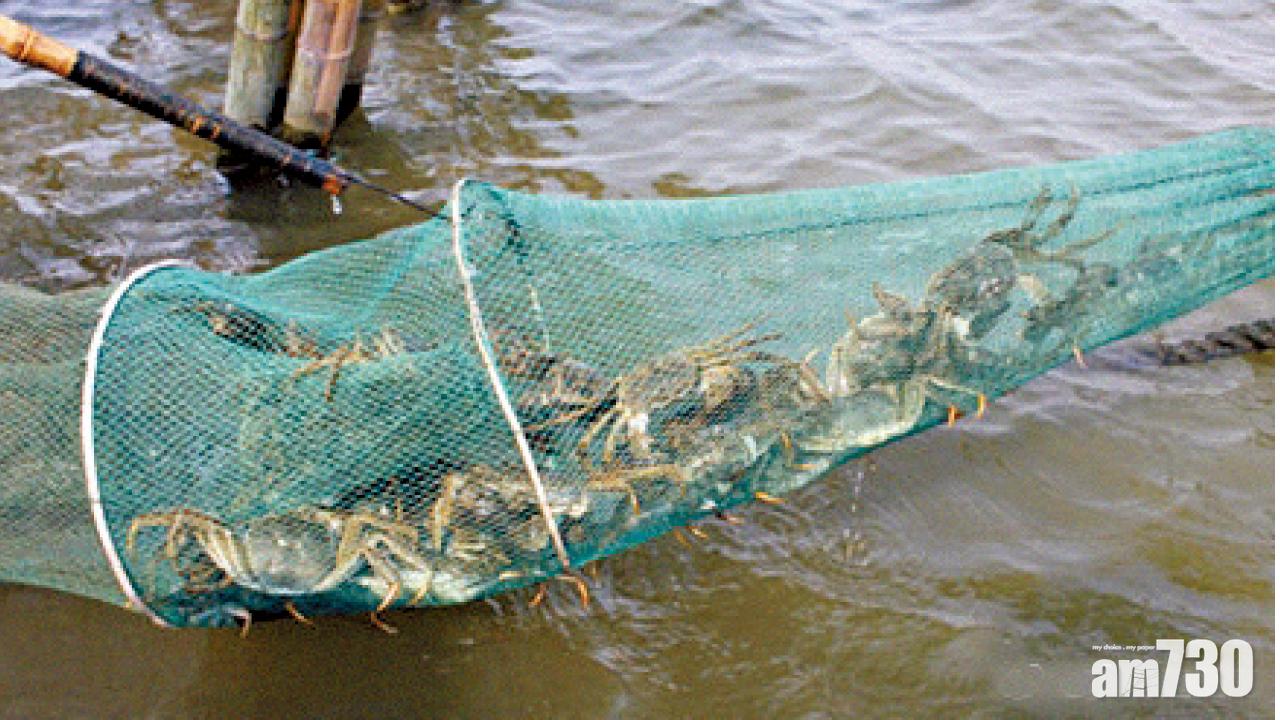 山寨貨成行內潛規則  平蟹過水充陽澄湖大閘蟹