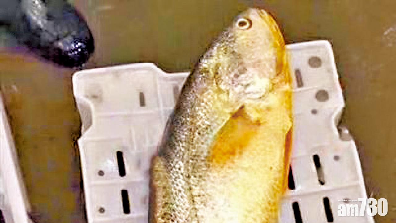 4.9公斤重大黃魚 賣出14.8萬元