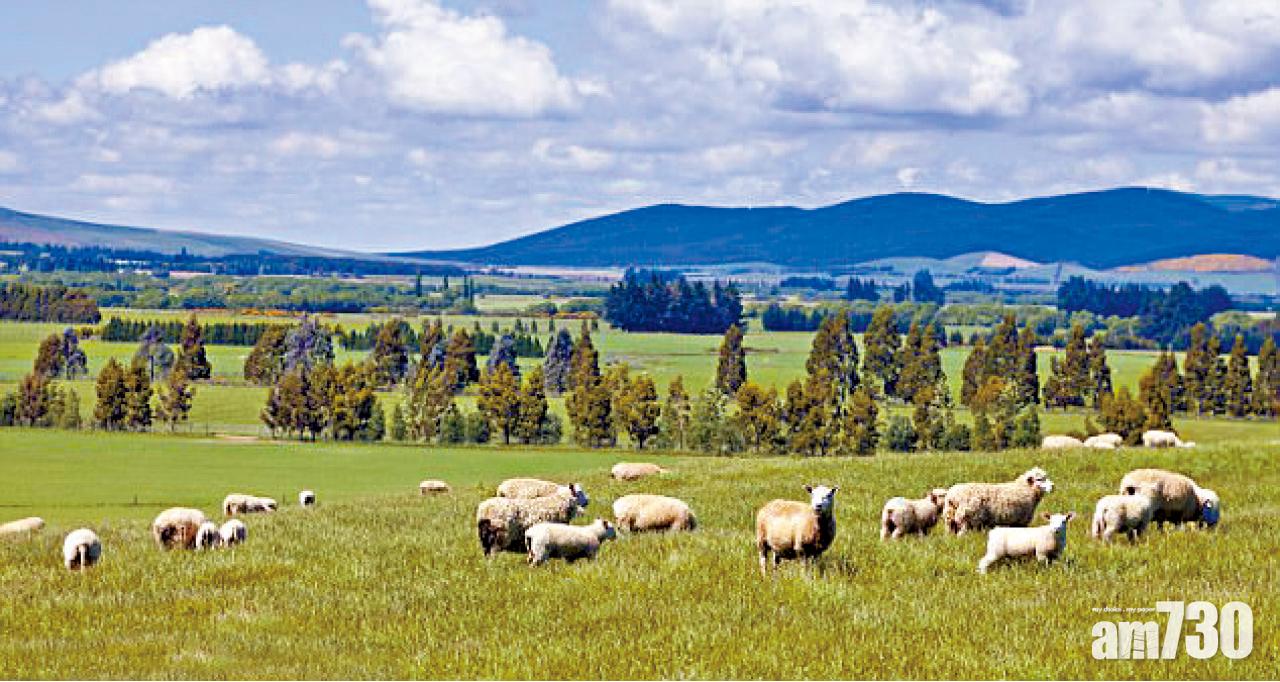 史上悶爆羊咩片