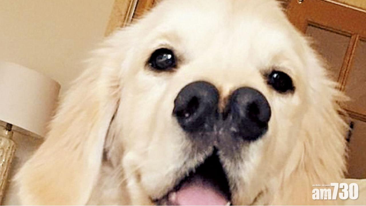 兩鼻犬雙倍嗅覺