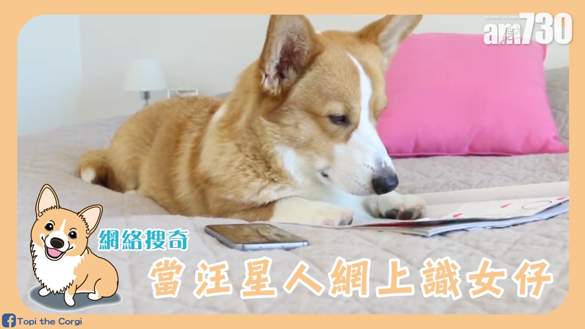 當汪星人網上識女仔