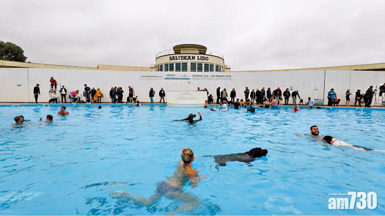 英泳池與狗同樂