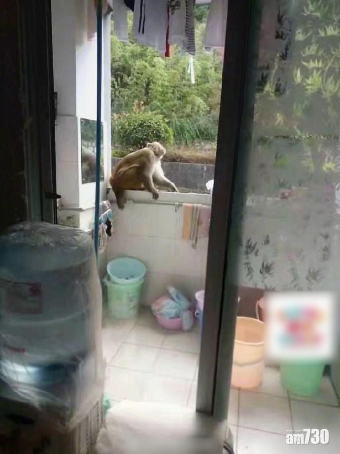 猴子闖大專女宿 校方籲收好瓜果零食