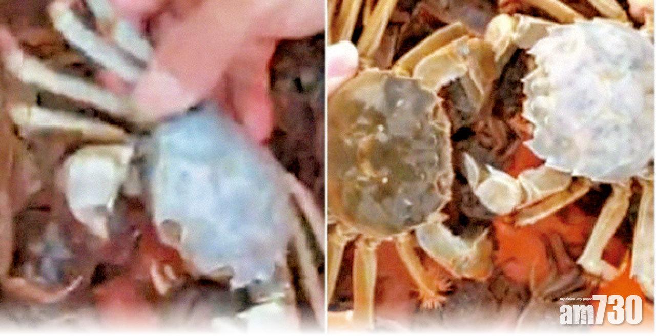 陽澄湖捕獲白色大閘蟹