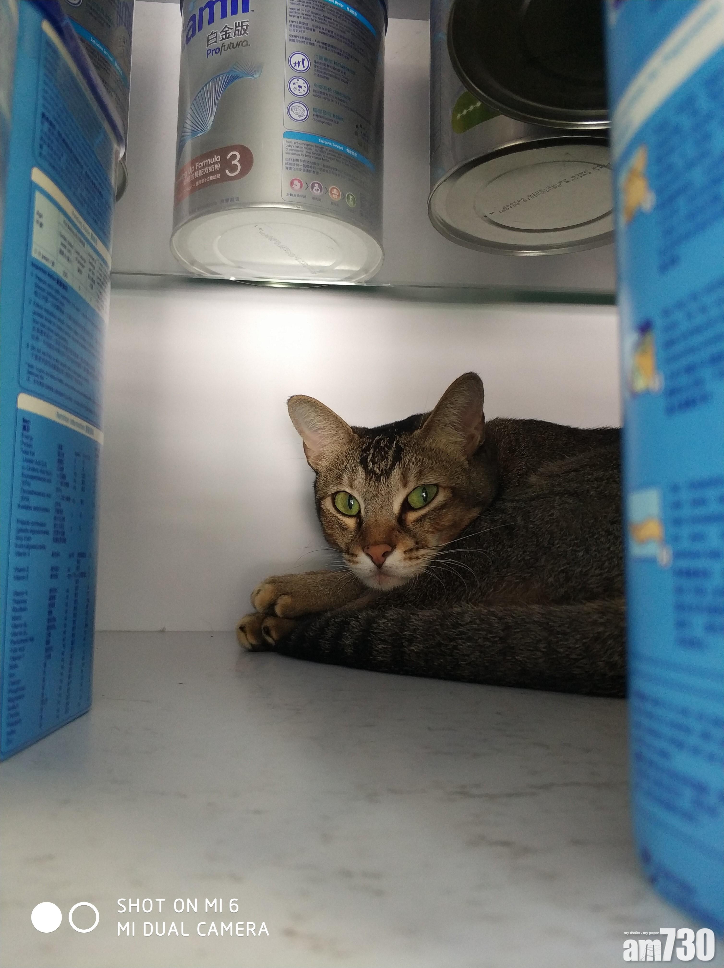 貓店長「波子」獲逾萬人聯署力撐