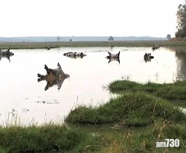 【慎入】逾百河馬發脹浮屍河上 元兇疑是炭疽 