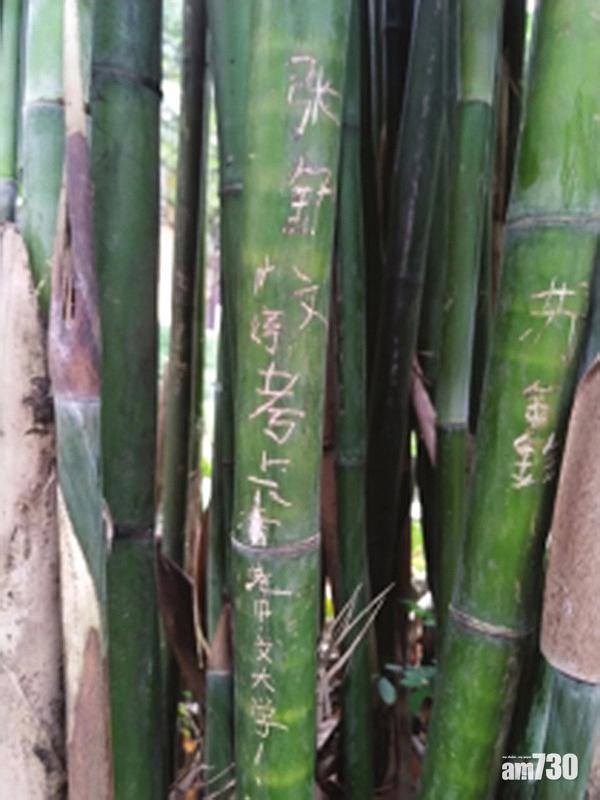 湖南岳麓書院竹林遭刻字 網民斥糟蹋文化聖地