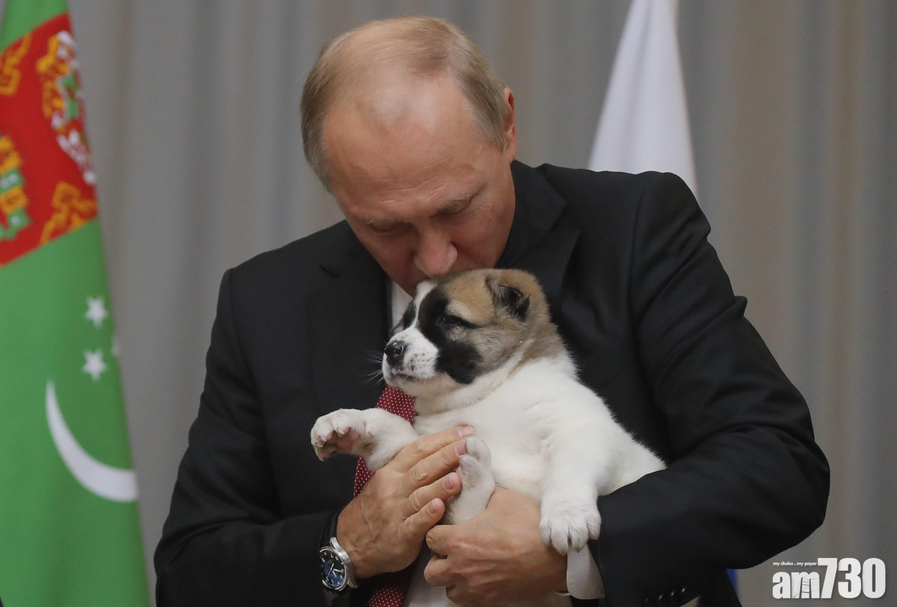 【有片】獲贈中亞牧羊犬 普京輕吻狗狗額頭顯柔情