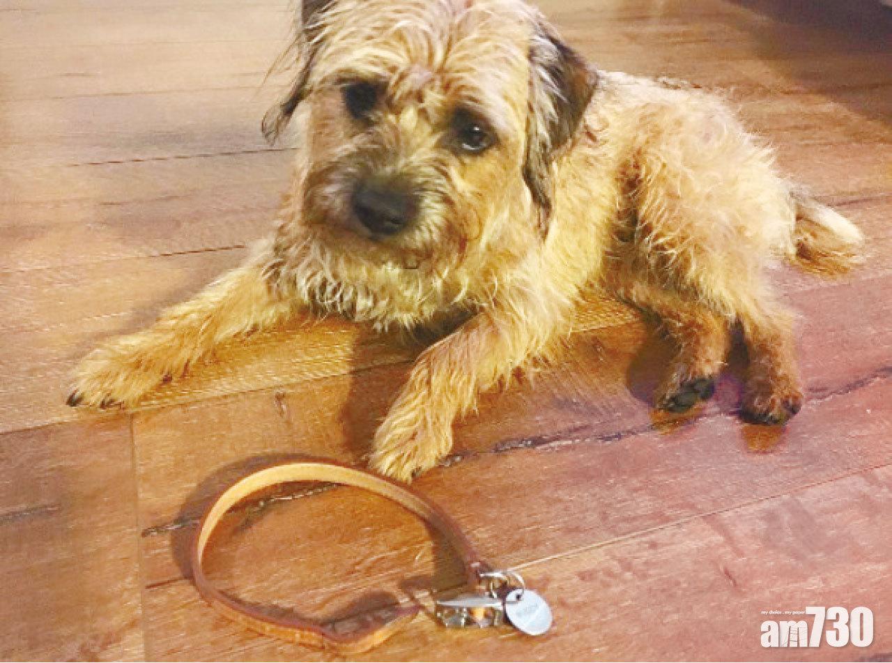 頸圈勾住門把 小狗吊頸亡