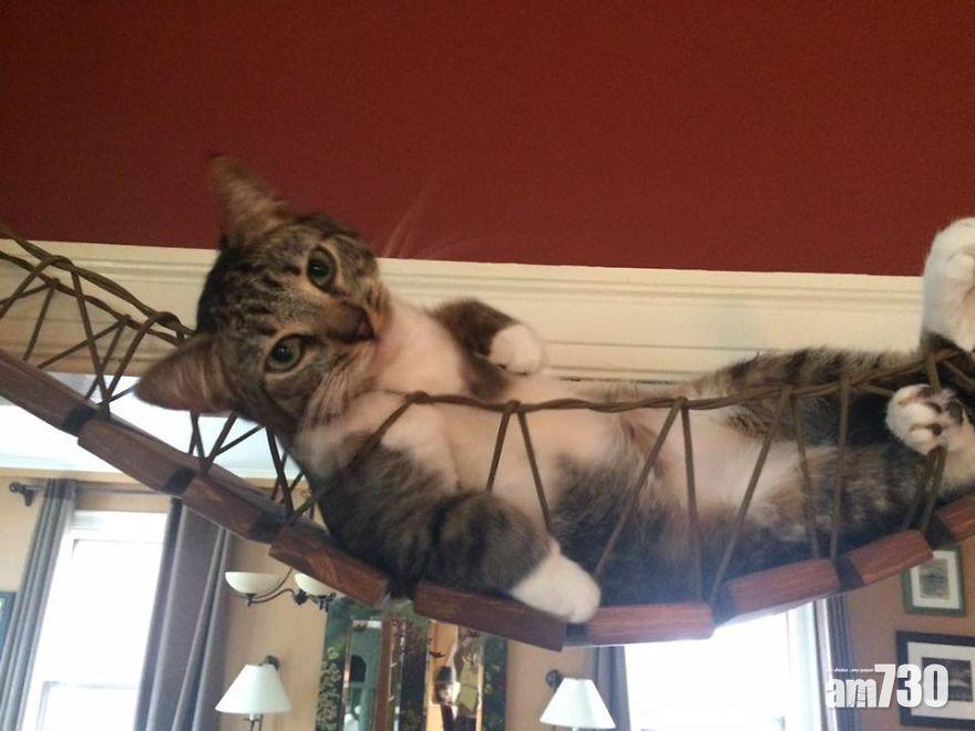 貓中小龍女 主人自製貓吊橋