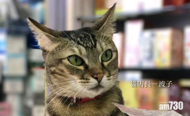 完成漁護署監察 藥房貓「波子」今午回歸！