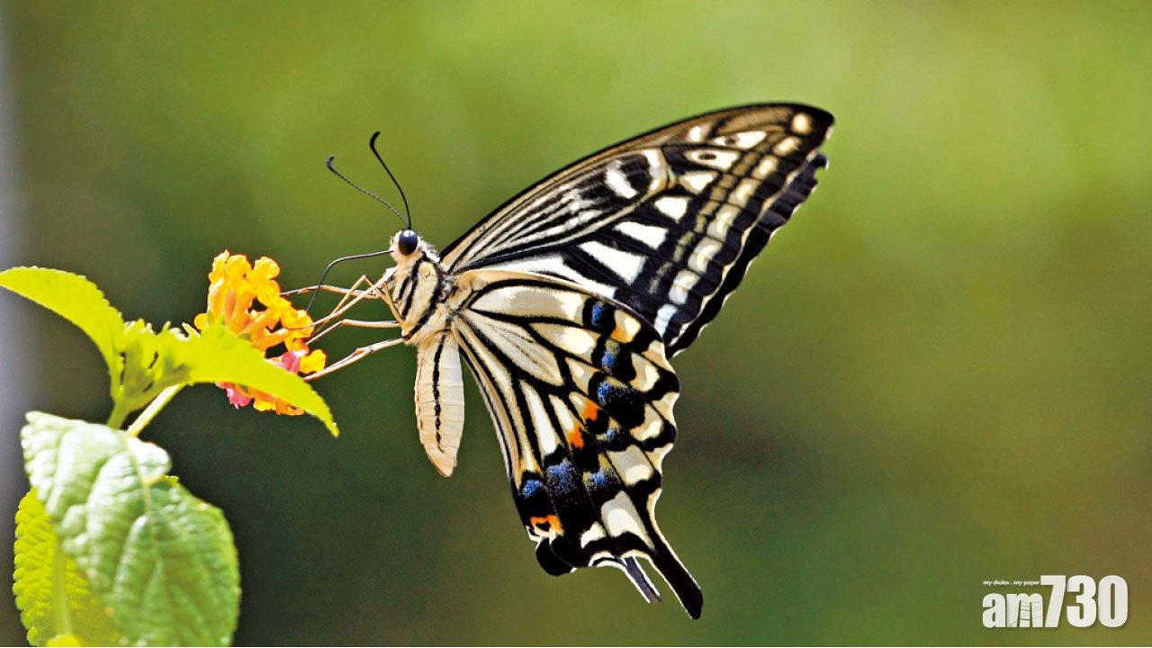 大欖郊野公園蝶種豐富 環團促停發展邊陲