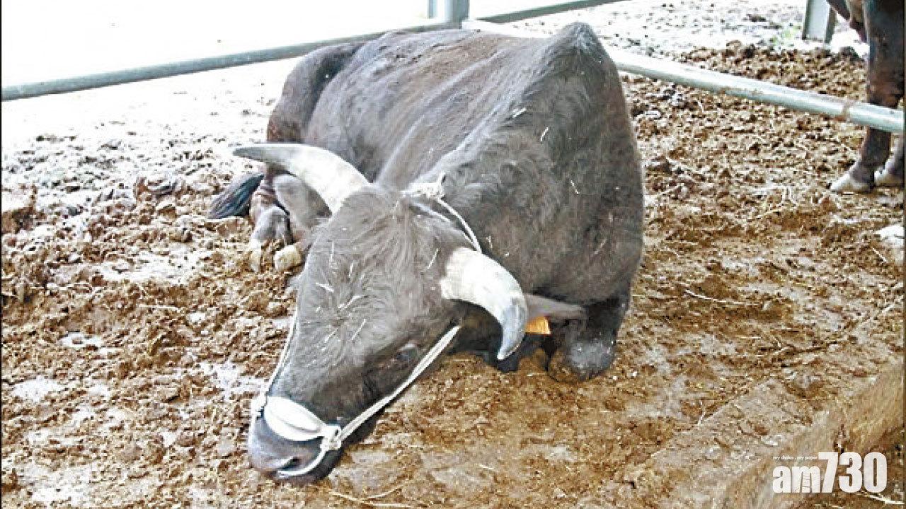 台灣和牛培育成功 取名「源興牛」