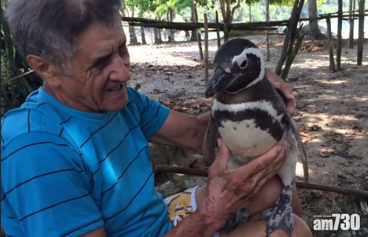 瀕死獲救 企鵝每年游8000公里探恩人