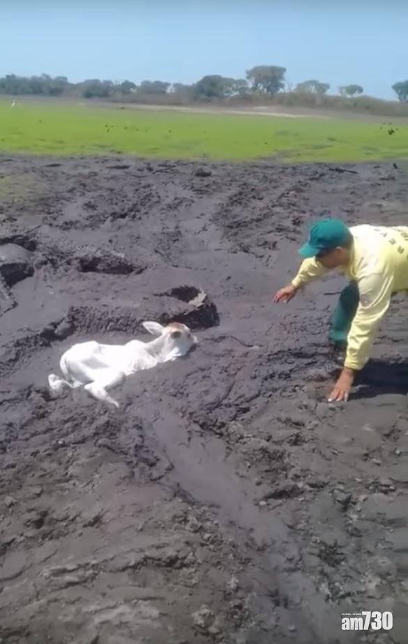 【有片】小牛鱷群同困泥沼 拯救人員冒險營救