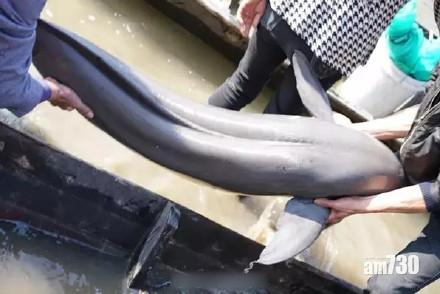 捕獲江豚後放生 浙漁民：給我6萬也不賣