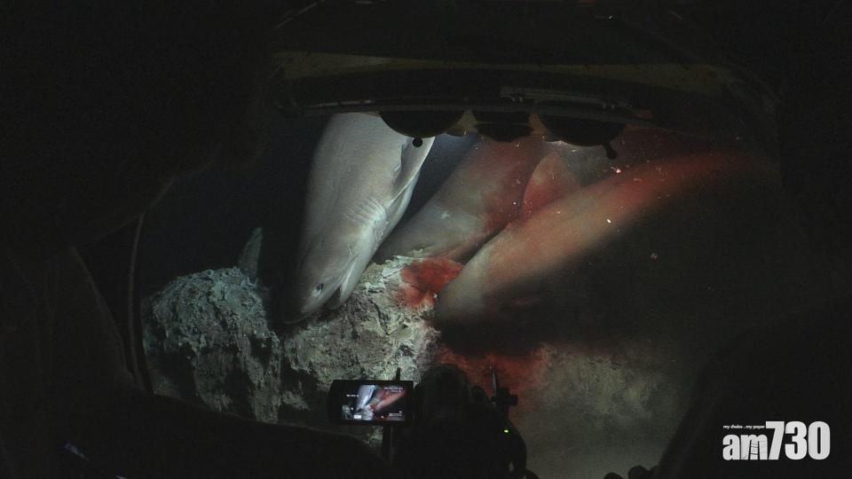 【有片】被誤為爭食者 攝製隊遭鯊群攻擊
