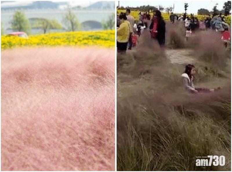 遊人過度踩踏坐 蘇州夢幻花海被毀