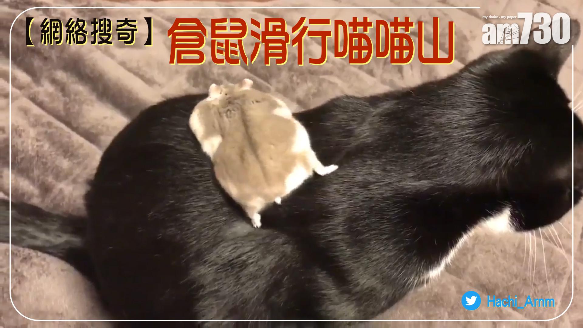 倉鼠滑行喵喵山