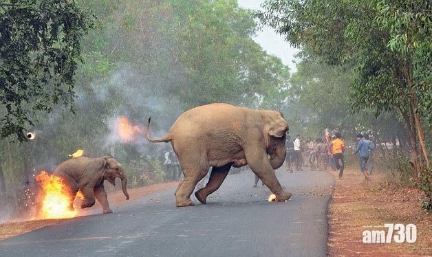 【於心何忍】印度象B被燒照片獲獎