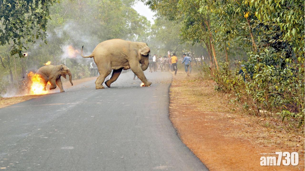 印度暴民燒小象 相片獲獎惹爭議