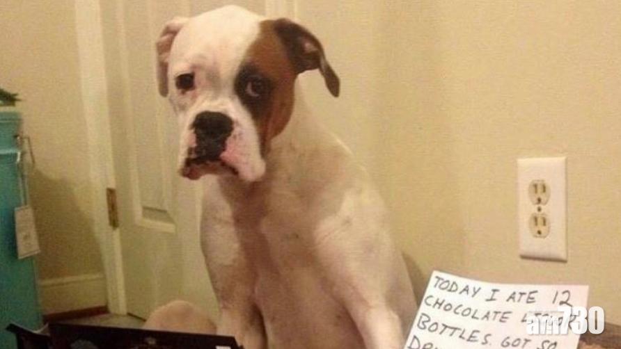 狗狗誤食酒心朱古力 主人代發「醉狗自白」