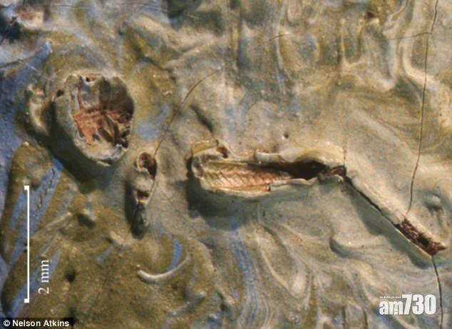 梵高畫作《橄欖樹》藏草蜢 128年後才發現