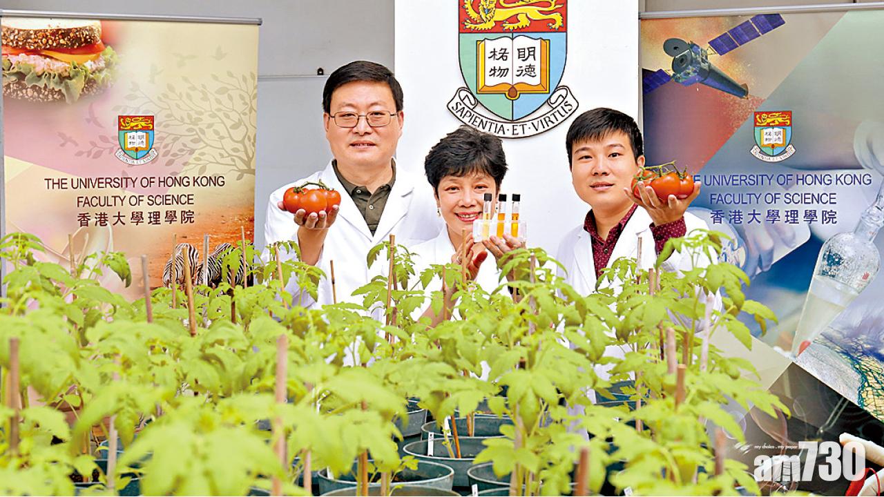 港大團隊研發新技術  番茄抗氧化 功效倍增