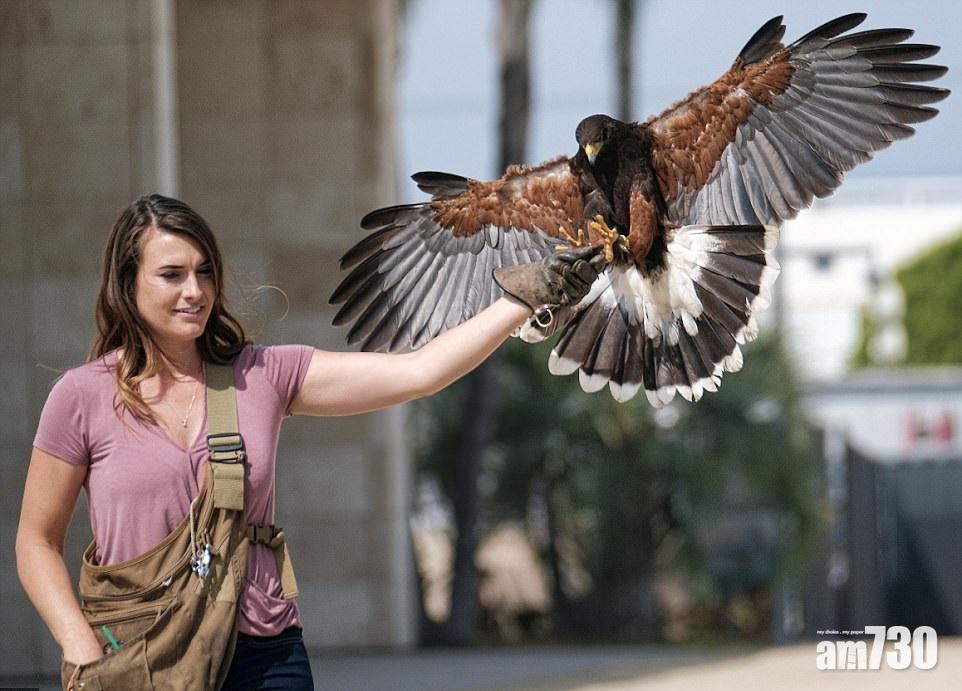 群鷹衛城害鳥喪膽