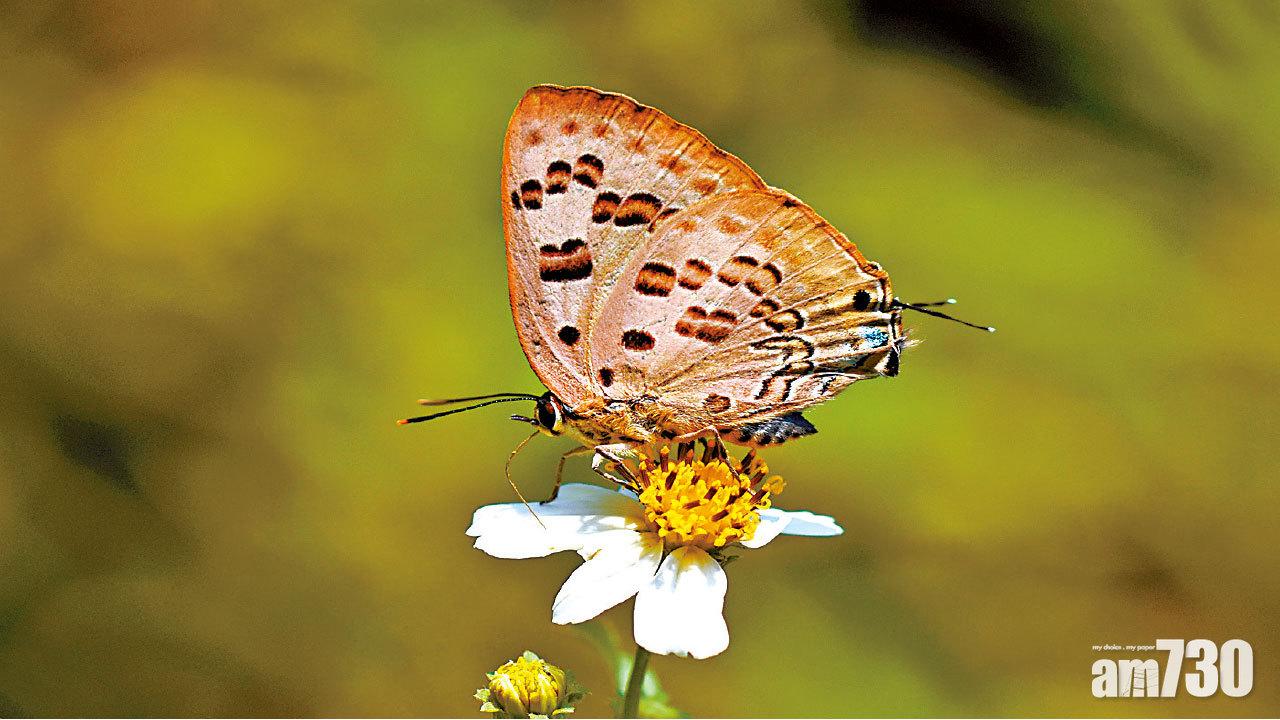 或證氣候暖化 港現新品種斯米玳灰蝶