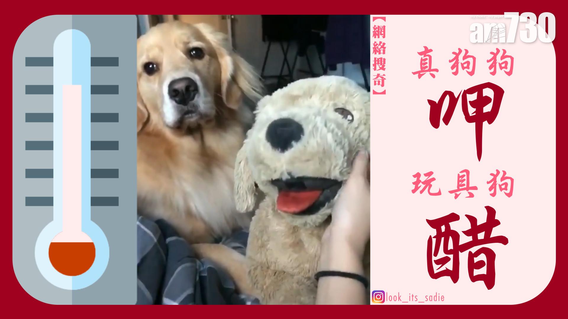 真狗狗呷宜家狗醋