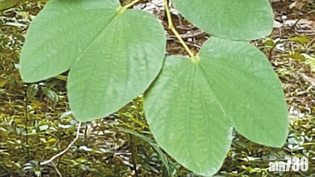 【特稿】締造綠色智慧城市