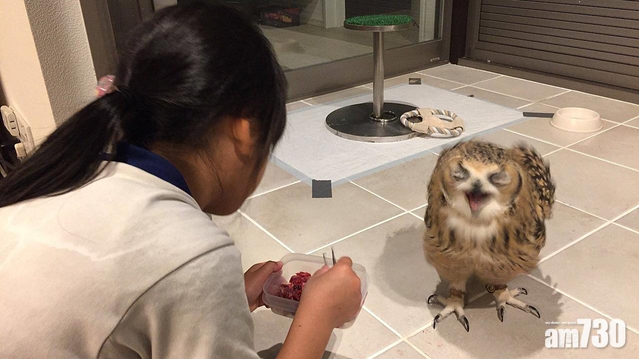 真．貓頭鷹表情包