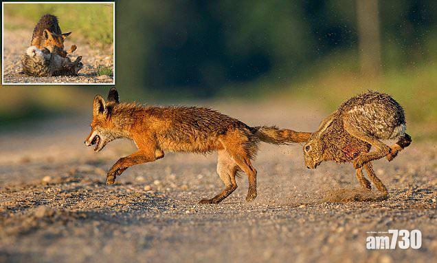 絕地反擊兔追狐